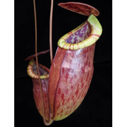 Nepenthes platychila – clones variés BE-4065-Nepenthes d'altitude