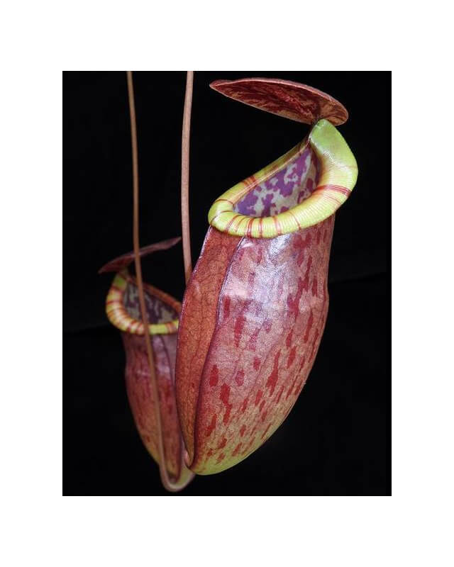Nepenthes eustachya x tenuis BE-3971-Nepenthes d'altitude