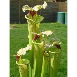 S.x Moorei -- Deep red veined pitchers. Red splotch on the throat-Sarracenia x Moorei