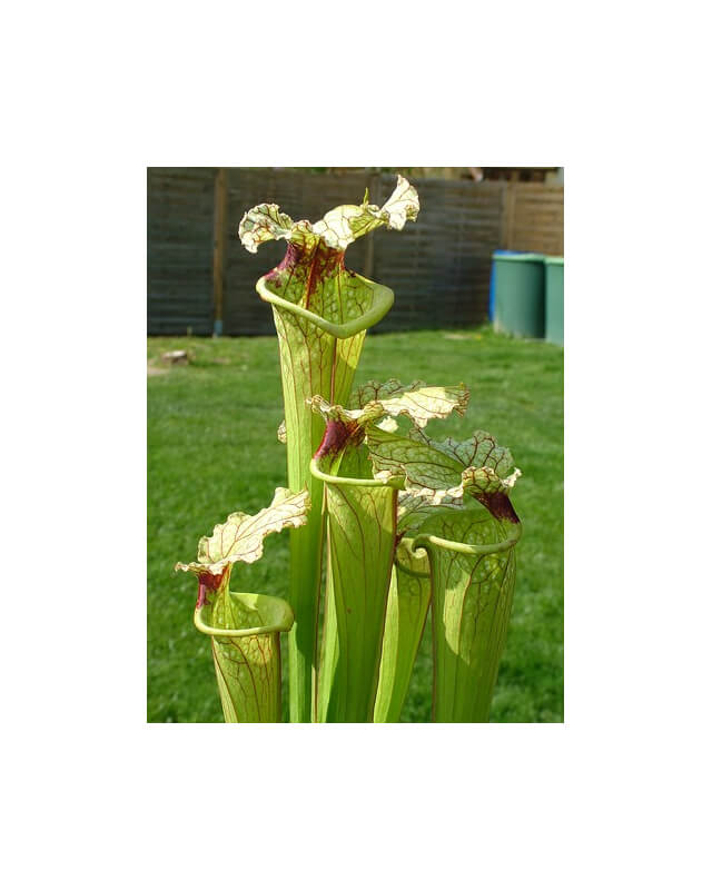 S.x Moorei -- Deep red veined pitchers. Red splotch on the throat-Sarracenia x Moorei