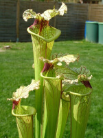 S.x Moorei -- Deep red veined pitchers. Red splotch on the throat