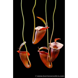 Nepenthes veitchii-Nepenthes highland