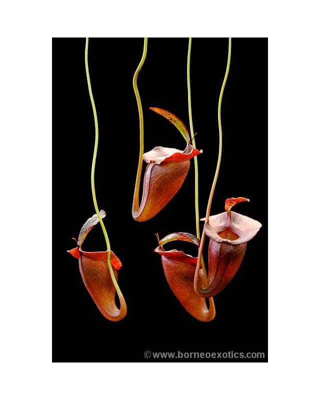 Nepenthes jacquelineae clone sélectionné BE-3874-Nepenthes highland