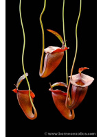 Nepenthes jacquelinae