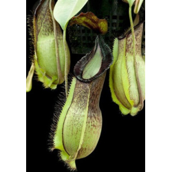 Nepenthes spectabilis – Perkinson Giant: BE-3322-Nepenthes d'altitude