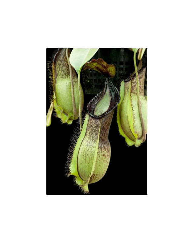 Nepenthes spathulata x hamata ‘Tambusisi’: BE-3843-Nepenthes d'altitude
