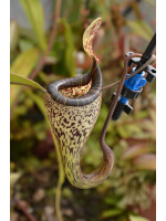 Nepenthes vogelii 