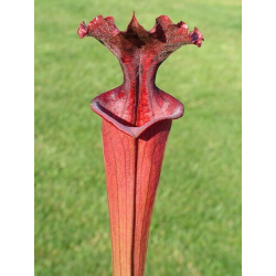 S.x Moorei -- Wilkerson's red-Sarracenia x Moorei