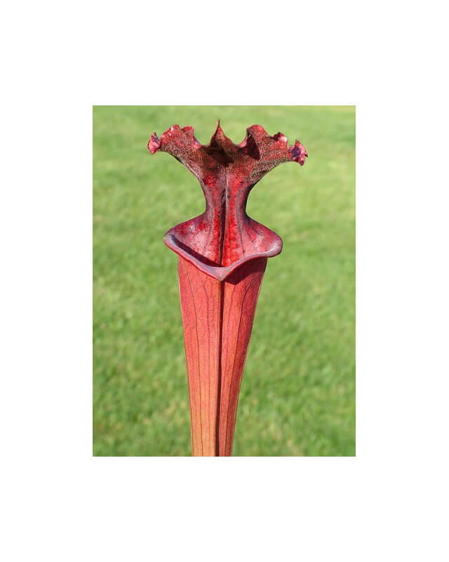 S.x Moorei -- Wilkerson's red-Sarracenia x Moorei