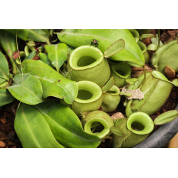 Nepenthes ampullaria – Papua intermediate BE-3450-Nepenthes lowland