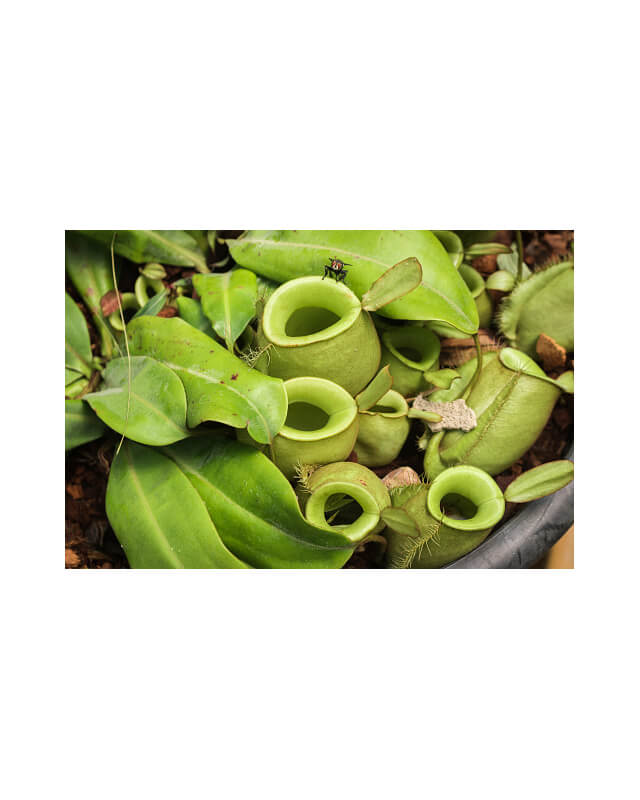 Nepenthes ampullaria – Papua intermediate BE-3450-Nepenthes lowland