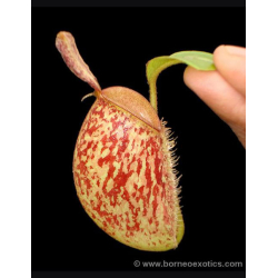 Nepenthes ampullaria – Papua intermediate BE-3450-Nepenthes lowland