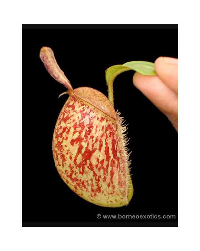 Nepenthes Ampullaria Nabire Bronze BE BE-3304-Nepenthes de plaine