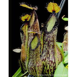 Nepenthes spectabilis x tenuis – assorted clones: BE-3884-Nepenthes d'altitude
