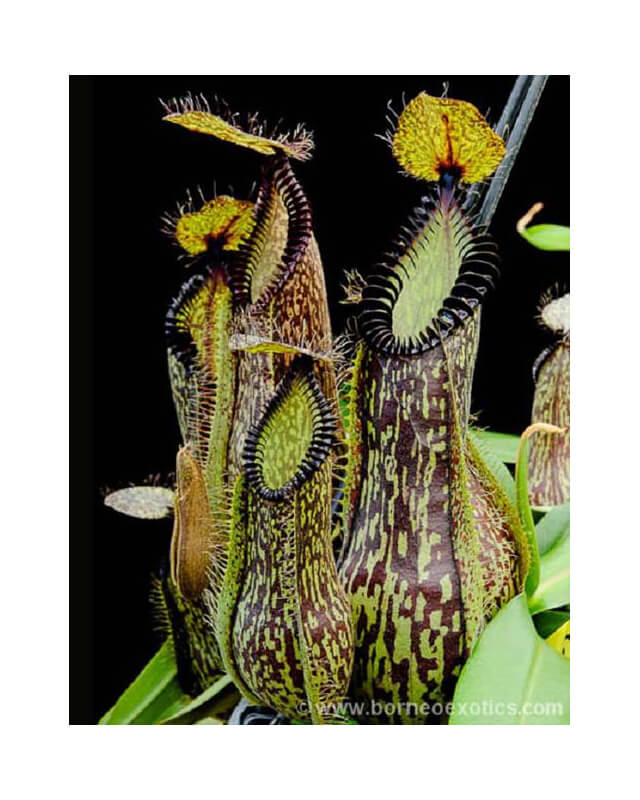 Nepenthes hamata - Lumut - best selected clone: BE-3380-Nepenthes d'altitude