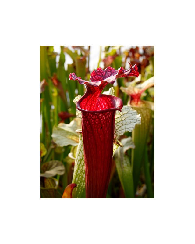 S.x Moorei -- Wilkerson's red