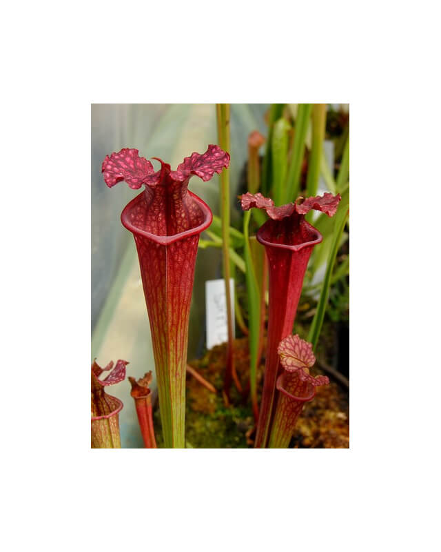 S.x Moorei -- Wilkerson's red