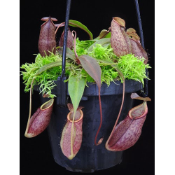 Nepenthes gymnamphora BE-4059-Nepenthes highland