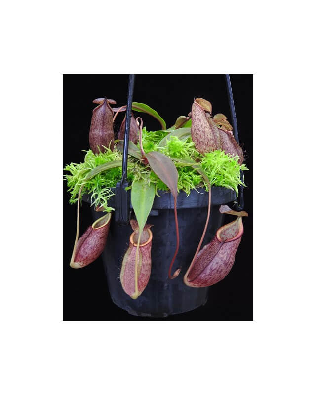 Nepenthes gymnamphora BE-4059-Nepenthes highland