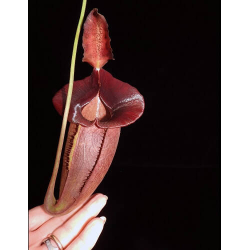 Nepenthes veitchii x mira BE-3696-Nepenthes d'altitude