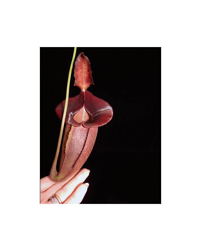 Nepenthes spathulata x jacquelineae: BE-3894-Nepenthes d'altitude