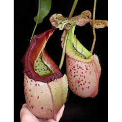 Nepenthes hamata - Lumut - best selected clone: BE-3380-Nepenthes d'altitude