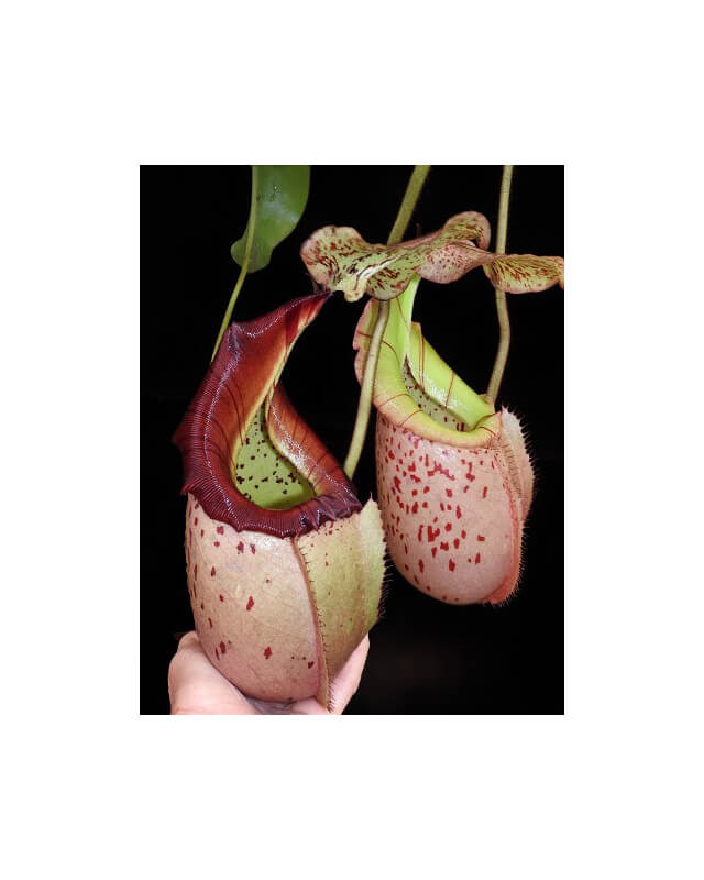 Nepenthes burbidgeae x veitchii: BE-3723-Nepenthes d'altitude