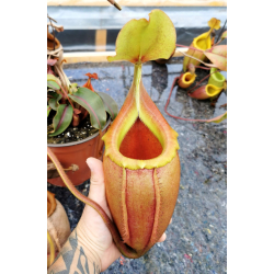 Nepenthes platychila – clones variés BE-4065-Nepenthes d'altitude