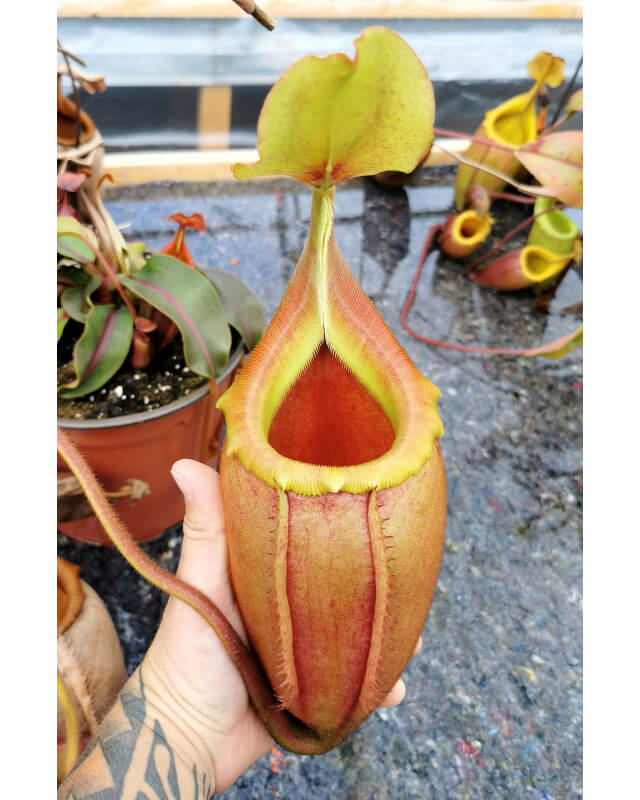 Nepenthes veitchii x mira BE-3696-Nepenthes d'altitude
