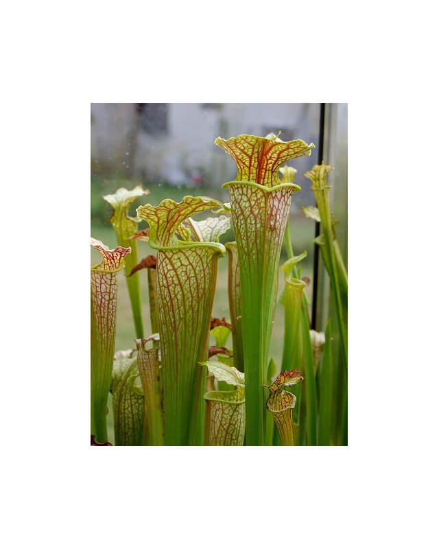 S.x Moorei -- (flava var. maxima x Sarracenia leucophylla, yellow flower)