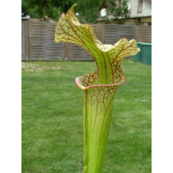 S.x Moorei -- Sarracenia Nurseries large moorei (H9,MK,MK)-Sarracenia x Moorei