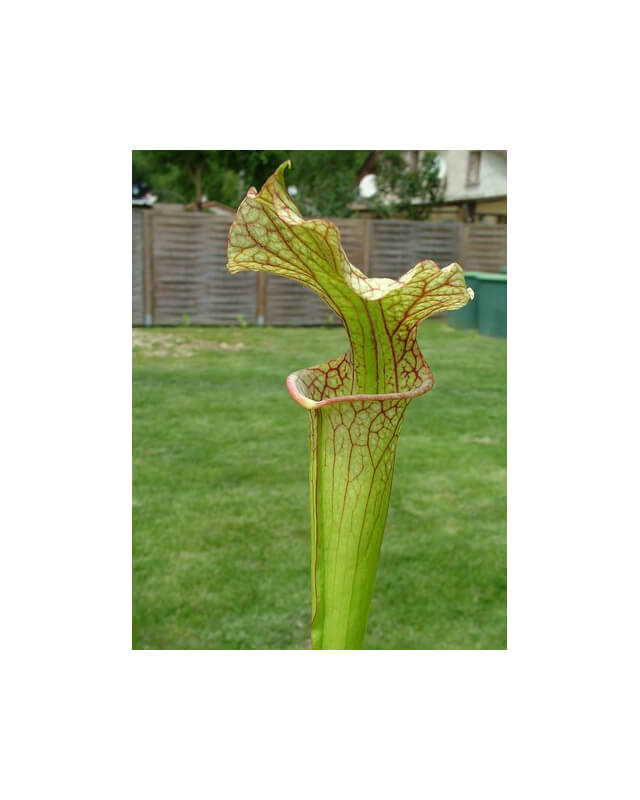 S.x Moorei -- Sarracenia Nurseries large moorei (H9,MK,MK)-Sarracenia x Moorei