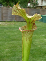 S.x Moorei -- Sarracenia Nurseries large moorei (H9,MK,MK)