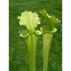S.x Moorei -- Marston Exotics 1987 clone(H24,MK,MK)-Sarracenia x Moorei