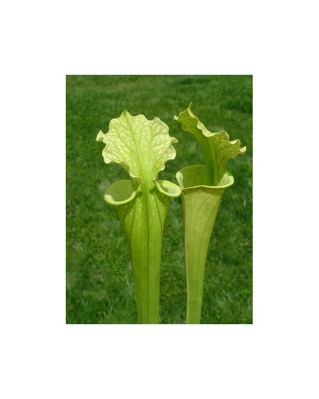 S.x Moorei -- Marston Exotics 1987 clone(H24,MK,MK)-Sarracenia x Moorei