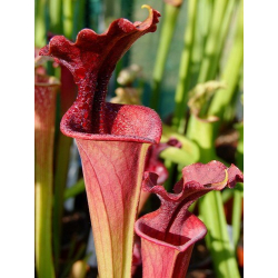 S.x Moorei -- ( leucophylla redXflava var. rubricorpora) W,(AM)(H44,MK)-Sarracenia x Moorei