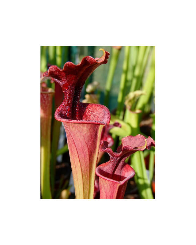 S.x Moorei -- ( leucophylla redXflava var. rubricorpora) W,(AM)(H44,MK)-Sarracenia x Moorei