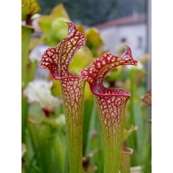 S.x Moorei -- Mark Wesson(H62,MK)-Sarracenia x Moorei