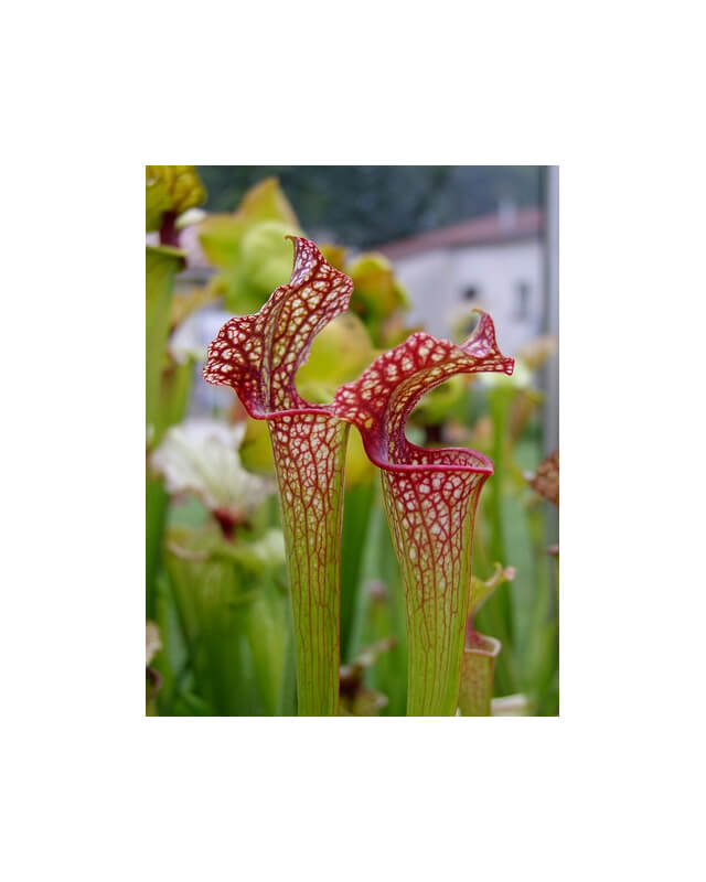 S.x Moorei -- Mark Wesson(H62,MK)-Sarracenia x Moorei