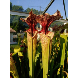S.x Moorei -- Pinkish top, Derek Clavell-Bate/Norman Parker(H87,MK)-Sarracenia x Moorei