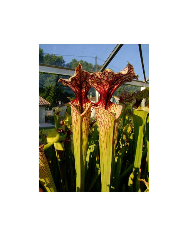 S.x Moorei -- Pinkish top, Derek Clavell-Bate/Norman Parker(H87,MK)-Sarracenia x Moorei