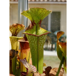 S.x Moorei -- Red lip, Baker, Fl.,W,(PW,H05)(H88,MK)-Sarracenia x Moorei