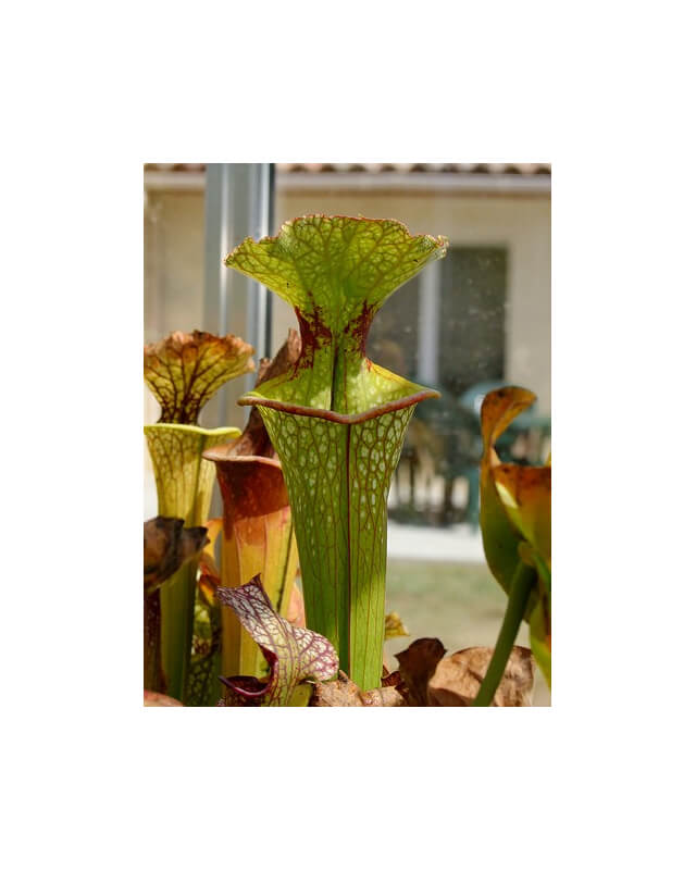 S.x Moorei -- Red lip, Baker, Fl.,W,(PW,H05)(H88,MK)-Sarracenia x Moorei
