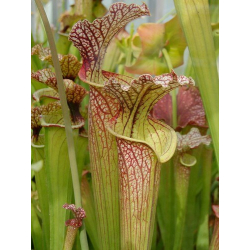 S.x Moorei -- Very large, Norman Parker(H92,MK)-Sarracenia x Moorei
