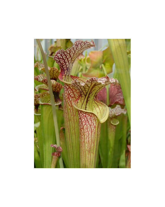 S.x Moorei -- Very large, Norman Parker(H92,MK)-Sarracenia x Moorei