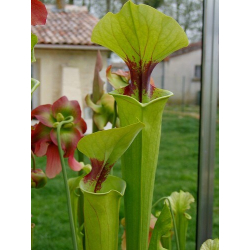 Sarracenia 'Atlas 5'-Sarracenia x Moorei