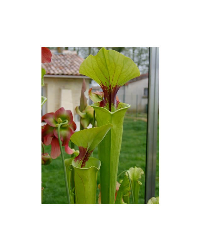S.x Moorei -- Steve Taverner 2004(H131,MK)-Sarracenia x Moorei