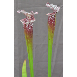 SL16 S. leucophylla -- 'Cronus' x SXM01 S.x Moorei -- `Leah Wilkerson’-Hybrides Cédric Carnivore's
