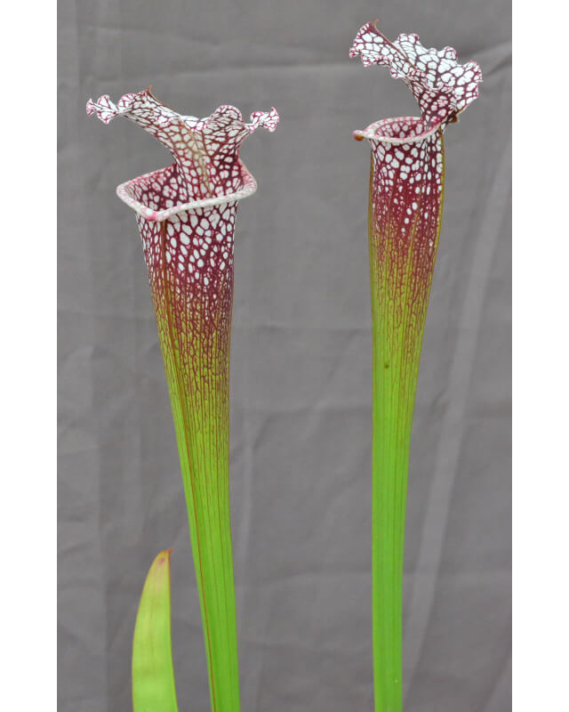 SL16 S. leucophylla -- 'Cronus' x SXM01 S.x Moorei -- `Leah Wilkerson’-Hybrides Cédric Carnivore's