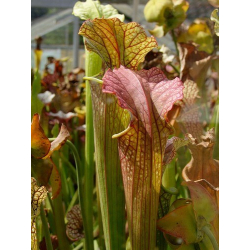 S.x Moorei -- Plant has a coppery top, likely a cross involving flava var.cuprea (H90 MK)-Sarracenia x Moorei